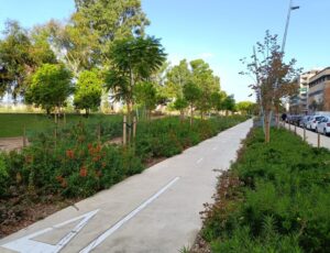 Revegetació de sòls degradats: el meu full de ruta per recuperar jardins urbans